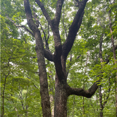 The Many Faces of Fungi
