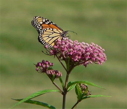 Natural: The Journey of the Monarch Butterfly