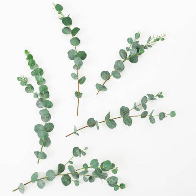 New Seasonal Scent - Eucalyptus & Mint