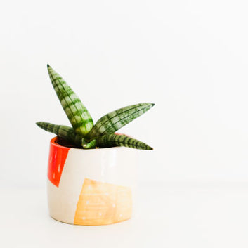 Vegan Products